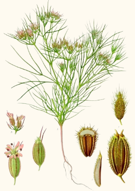 Cuminum cyminum